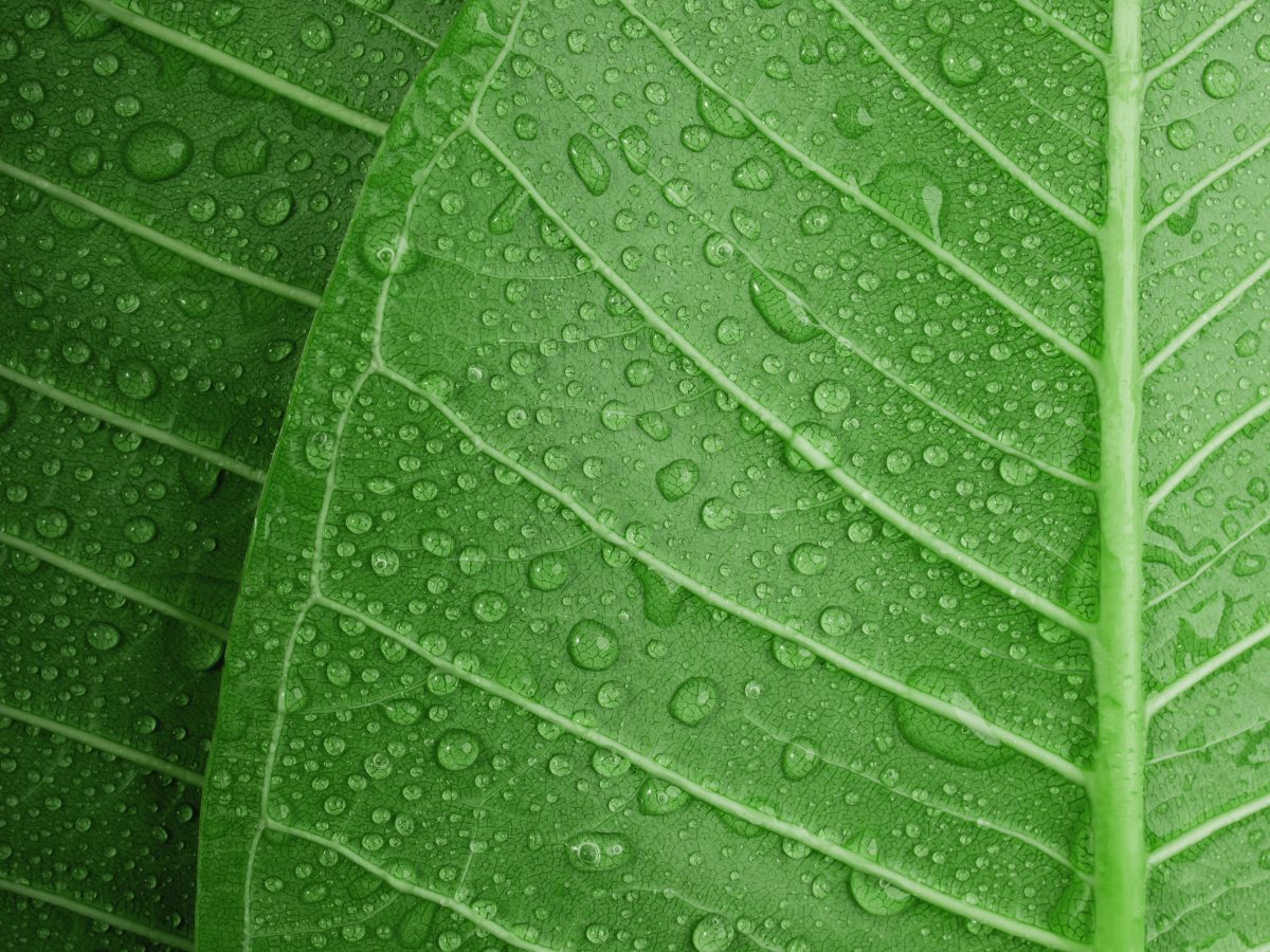 Nature,Concept.,Closeup,Of,Green,Leaf,With,Many,Droplet.,Freshness
